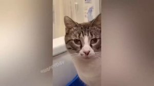 Я РЖАЛ ЦЕЛЫЙ ЧАС ? СМЕШНЫЕ КОШКИ И СОБАКИ _ СМЕШНЫЕ ЖИВОТНЫЕ ЗА ВЕСЬ ФЕВРАЛЬ 2023 ?