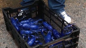 Ферма по выращиванию раков в Австралии