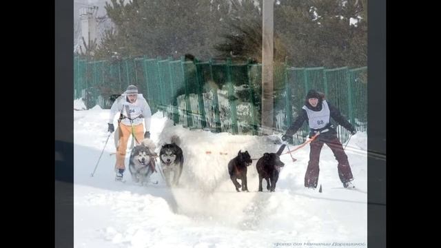 Аляскинские маламуты - Шалопаи Севера смотреть онлайн