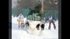 Аляскинские маламуты - Шалопаи Севера