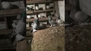 кавказские сизые лохматые