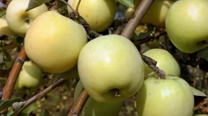 Яблоня Антоновка - описание сорта Антоновка