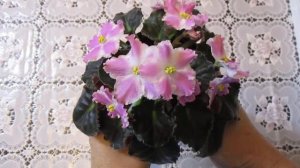 Новая фиалка в коллекции. Нежное цветение фиалочки  СМ--Зефир.