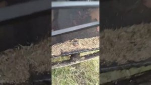 Жатка валковая навесная ЖВН-6 экспресс-обзор от Андрея Абросимова