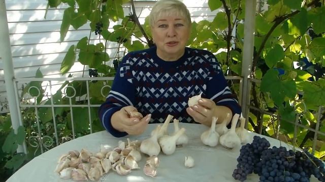 ПОСАДКА КРУПНОГО ЧЕСНОКА