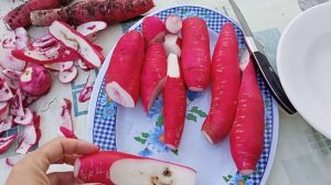 Редис сорт Заря, сорт Красный Великан