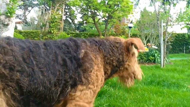 DOG VLOG: В июне 2018 ожидаем чудесных щенков колли длинношёрстный смотреть онлайн