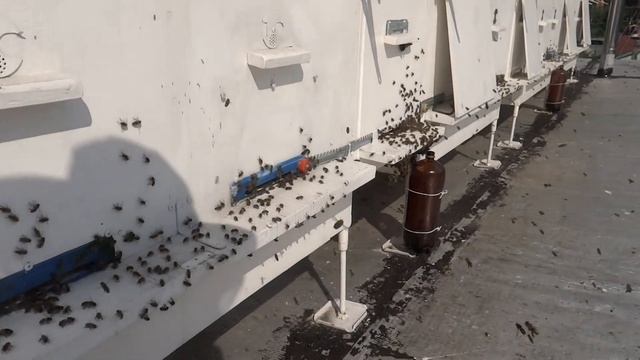 Ульи, пчелы на крыше моего дома летом 2013 год смотреть онлайн