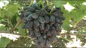 Перегруз куста виноградом - признаки и действия виноградаря