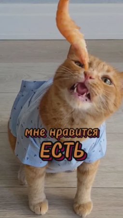 А что вам нравится? #животные #еда #котики