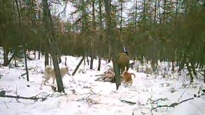 Охота Якутии
