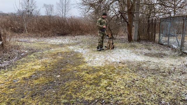 Дрессировка Немецкой овчарки