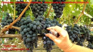 Виноград КИШМИШ РЕБЕККА - 1-2 класс бессемянности, легко тянет нагрузку и хорошо опыляется (Пузенко