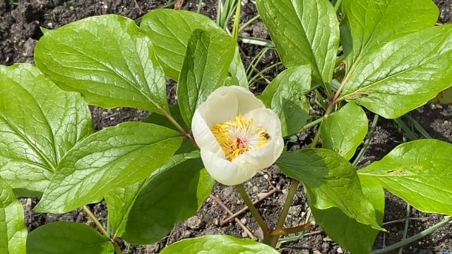 Пион #пион #пионы смотреть онлайн