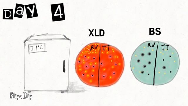 Salmonella detailed procedure смотреть онлайн