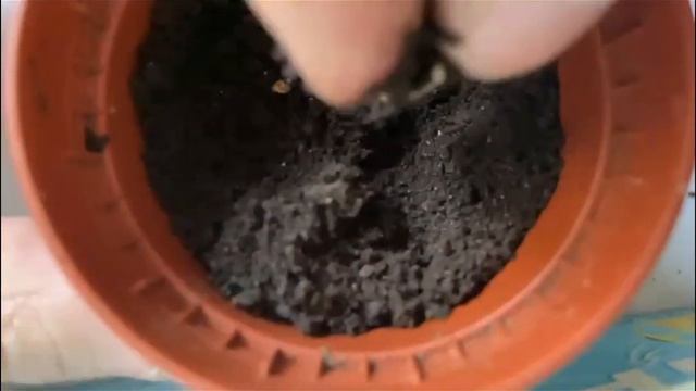 Как посадить апельсин ?| Посадка апельсина и мандарина из косточки в домашних условиях смотреть онлайн