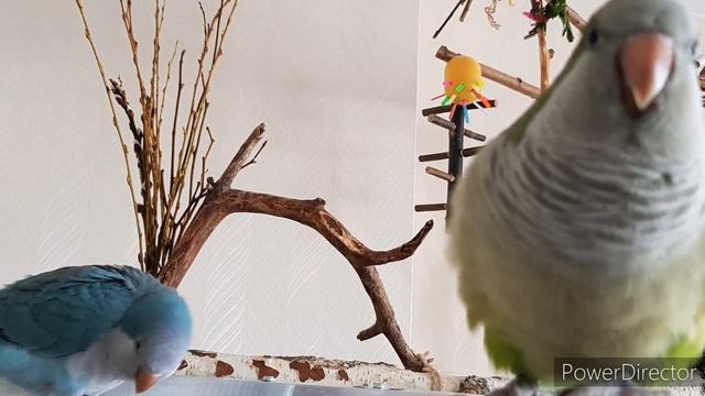 ТРА-ТА-ТА, МЫ ВЕЗЁМ С СОБОЙ КОТА!  УЧИМ ПОПУГАЯ ПЕТЬ ПЕСЕНКУ. УРОК ДЛЯ ПОПУГАЯ.