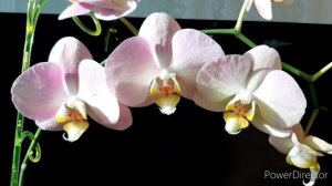 Очень нежная! Орхидея Сильвия Фаленопсис/ Phalaenopsis Sylvia/ Домашнее цветение/ 26 апреля 2021г.