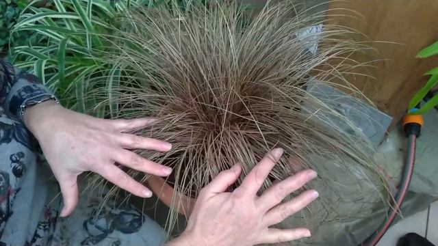 Формиум, Шлюмбергера, Стапелия. Прогулки по оранжерее №6 смотреть онлайн