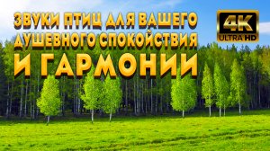 Звуки Птиц Для Вашего Душевного Спокойствия И Гармонии. Насладитесь Лечебным Пением Птиц В Лесу.