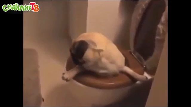 Приколы Январь 2018 (часть 1 - Смайлик TV) смотреть онлайн