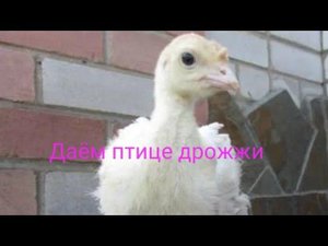 Как и сколько давать птице дрожжи.