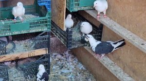 Четвёртый участник соревнования голубей на КМВ.