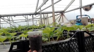 Выращивание клубники в ленобласти,  в теплице ,пробный вариант....