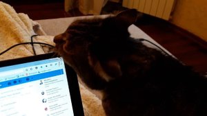 Кот прокусил мне ноутбук