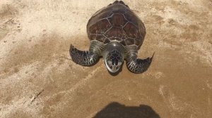 Как поймать морскую черепаху