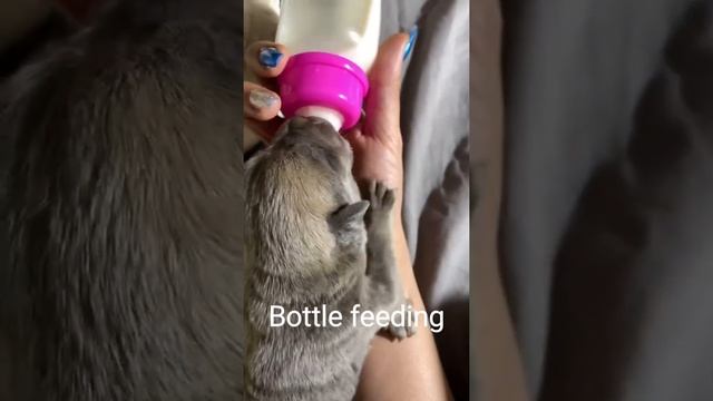 How to bottle feed a cane Corso