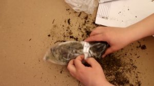 Как я заказывала саженцы земляники в Садах Урала. Что выросло