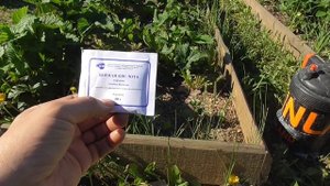 Борная кислота для клубники. Миф или реальность?