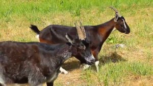 Всемирный день животных!.mp4