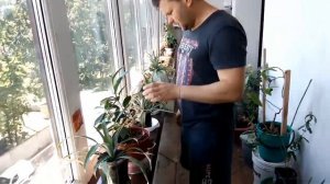 Как вырастить инжир в квартире.