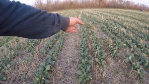 Рапс-прямой посев. Глубина посева. Вредители. Фунгицид.