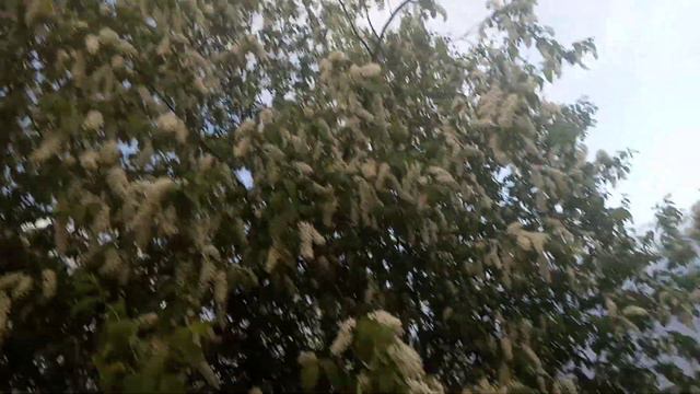 Зацвела черёмуха, первый гром и молния. смотреть онлайн