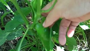 Перец "Красная лопата" кладëт кусты на землю под тяжестью плодов. Срочно надо подвязывать кусты.