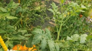 Томат Колокольчик. Сладкий черрик. Собираем ведрами, как картошку.