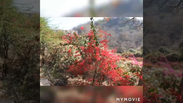 Бактивинод Тхакур   Шаранагати -     Дом в роще Радха кунды - 4 песнь Бхакти-анукла