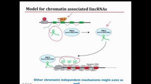 Long non-coding RNA