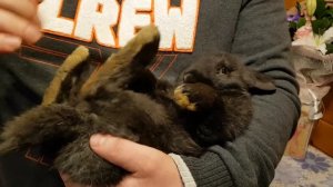 ПОЛ КРОЛИКА// ОПРЕДЕЛИТЬ ПОЛ КРОЛИКА//КРОЛИКОВОД//КРОЛИКОВОДСТВО//