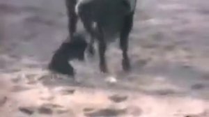 БУЛЬТЕРЬЕР ПРОТИВ БЫКА