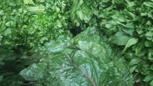 3 сентября 2021 г.Фуд - Сити, Шок цена на Зелени, полний обзор зелен ??????????? Ночной торговля ??