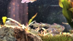 Моя Рыбка (Moenkhausia Pittieri) Тетра Бриллиантовая