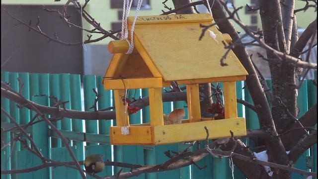 Исследовательский проект Наблюдение за птицами возле кормушки