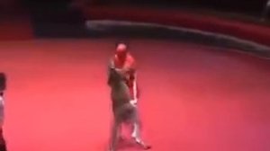 Бои без правил ржака кингуру отметелила кикбоксёра!