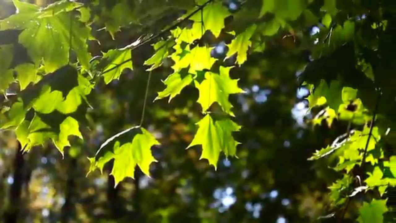 Прогулки по Рязани. Соборный парк осенью.