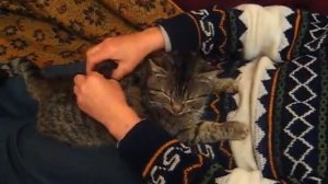 массаж позвоночника кота