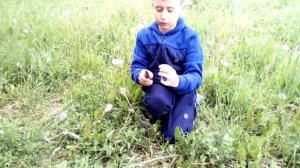 Свисток из одуванчика)))